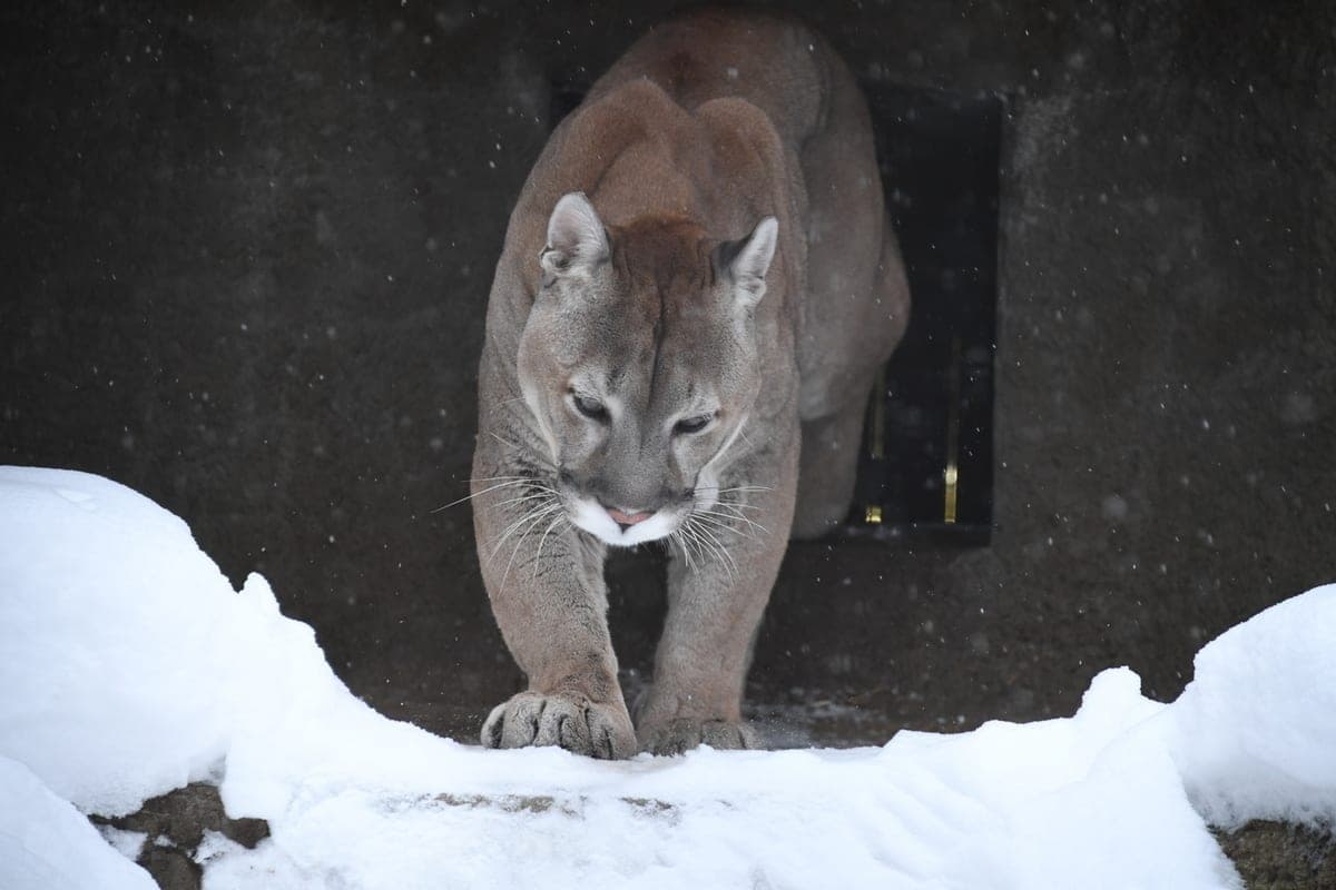 In the United States noticed a rare predator that has disappeared since 1870