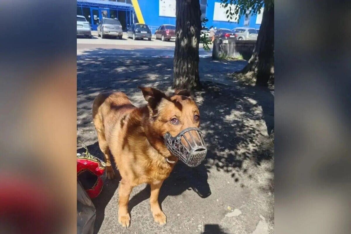 В Воронеже 11-летнего пса Дика выкинули на улицу после смерти хозяйки