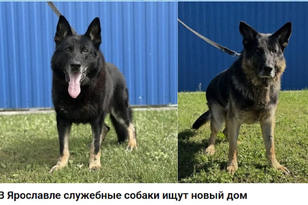 В Ярославле ищут хозяев полицейским собакам-пенсионерам