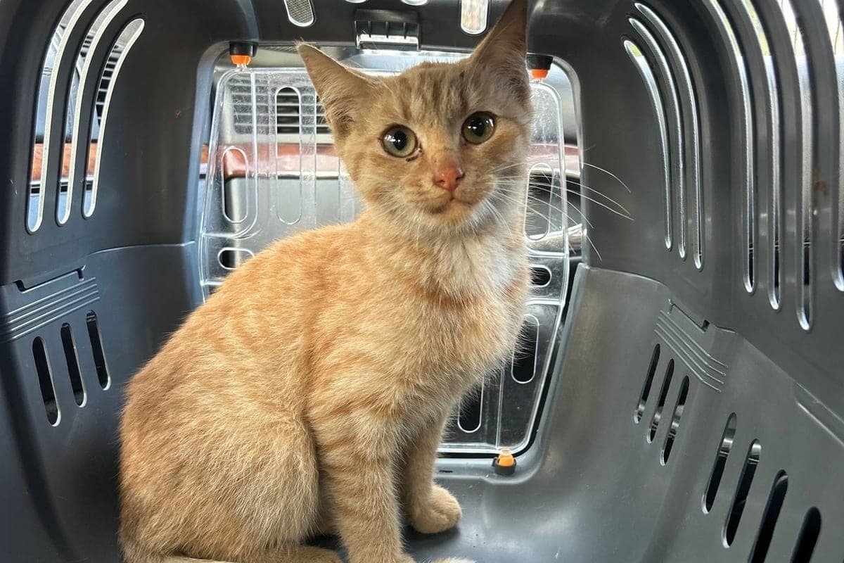 In der russischen Region rettete eine Katze, die aus dem achten Stock in einen Lüftungsschacht fiel