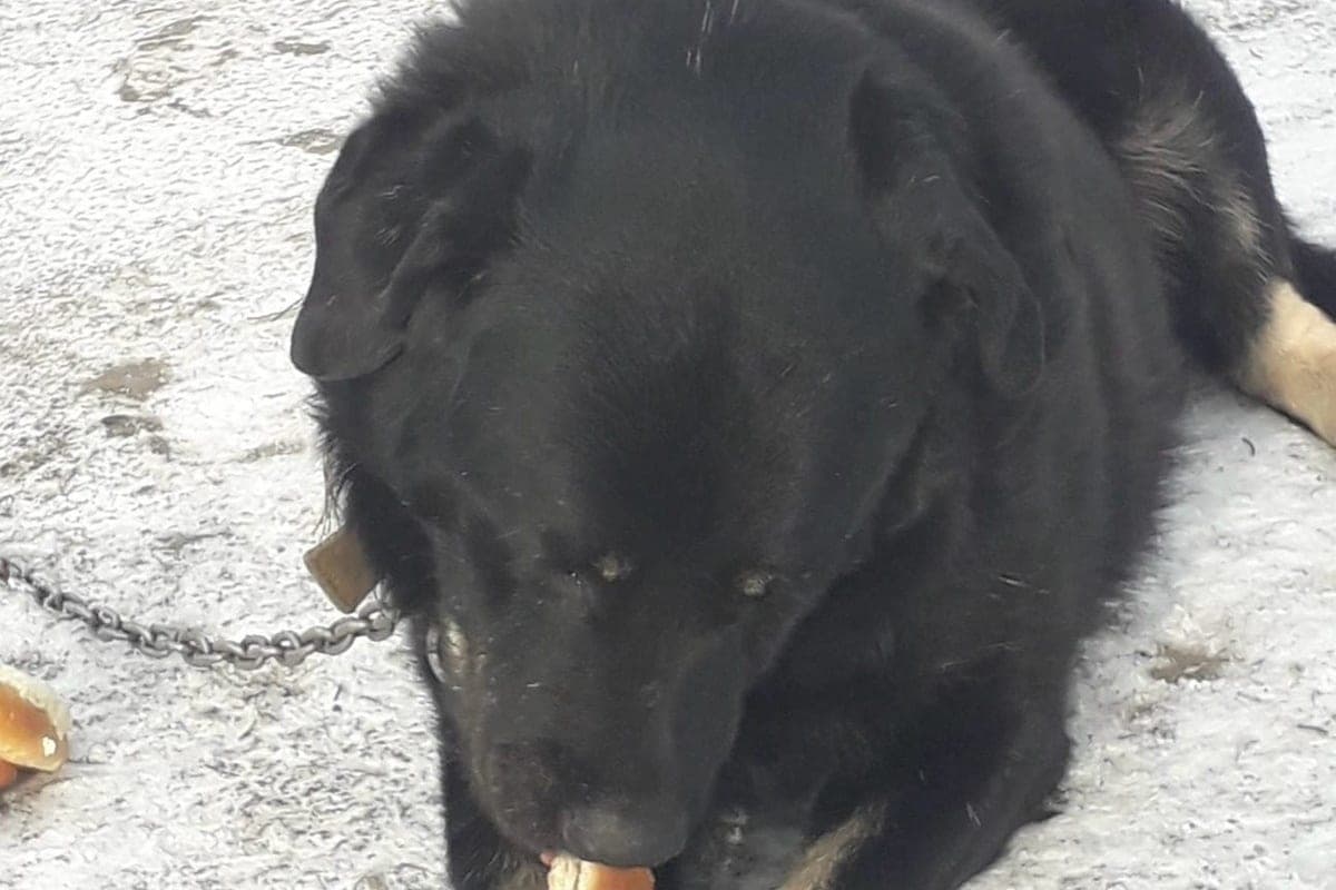 Kalujan urged not to feed pets chocolate