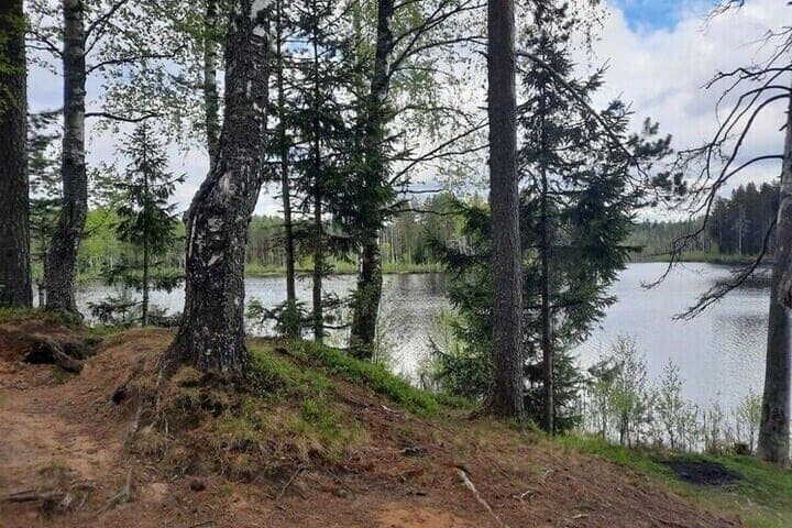 Protéger et restaurer les forêts de la région de Murmansk veut dépenser 20% moins d'argent