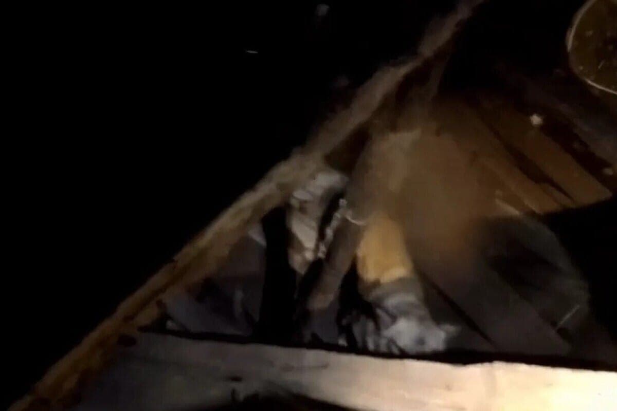 Novomoskovsk rescuers pulled from the underground trap of a local dog