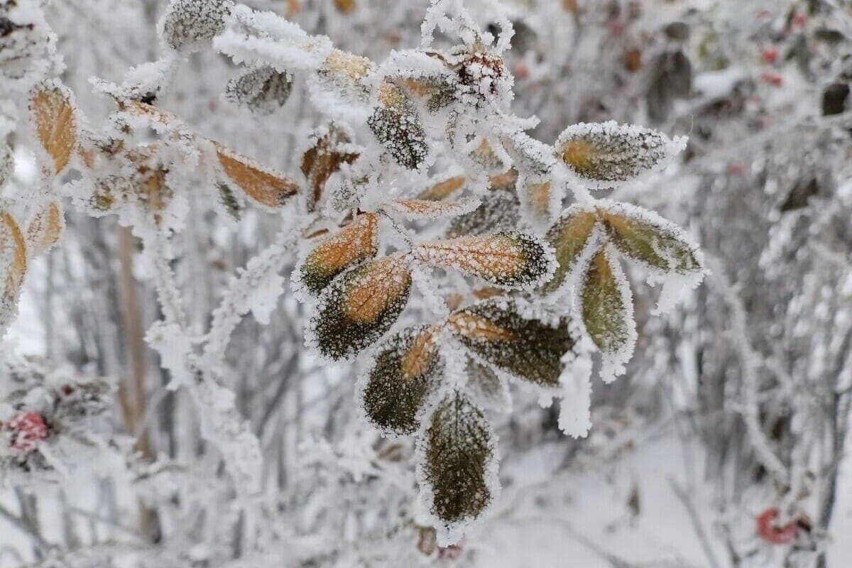 Le renforcement d'El Niño n'aura aucune incidence sur les conditions météorologiques dans l'Arctique de Kola