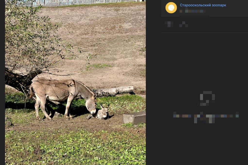 In the Old Oskol Zoo, a donkey was born