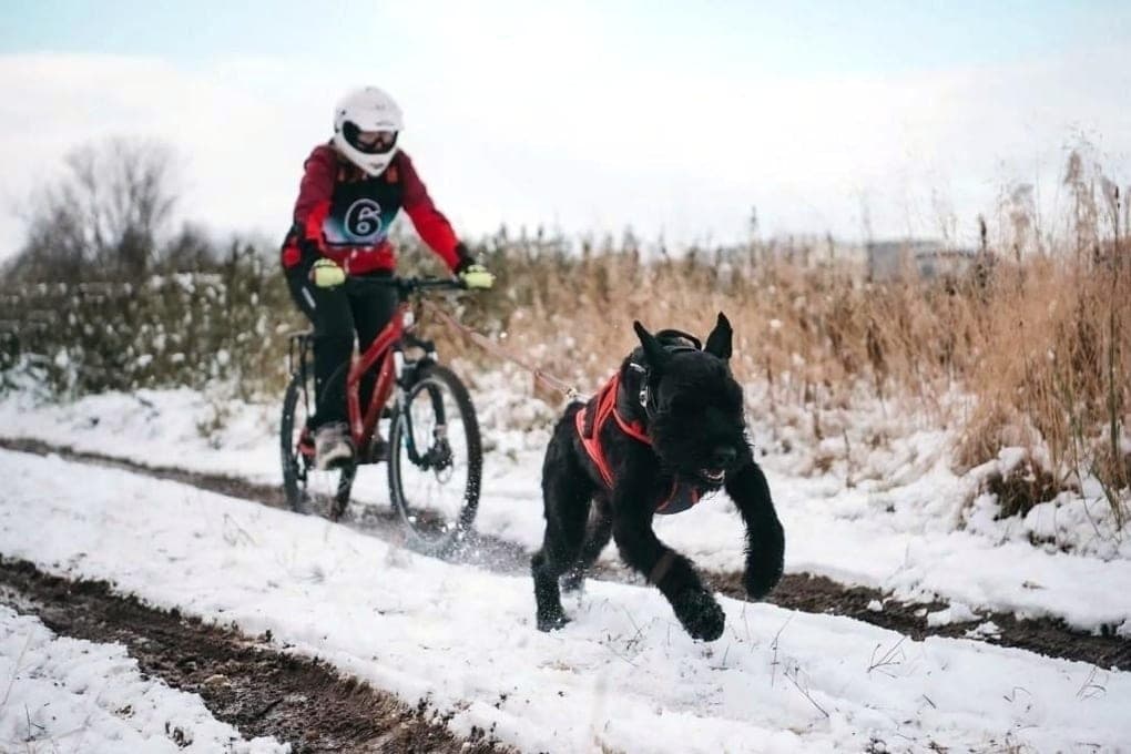 Risen Schnauzer and shepherds of UFSIN employees ran through the snow in Ura-Guba at the championship