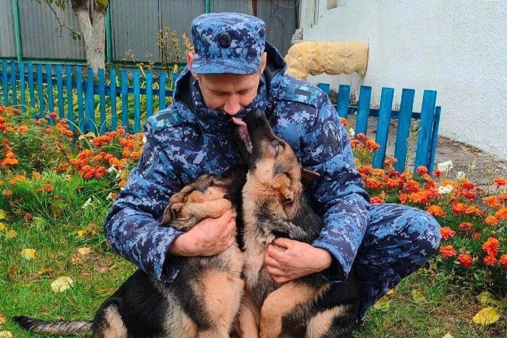 Five shepherd puppies from the Omsk nursery went to service in the Tomsk region
