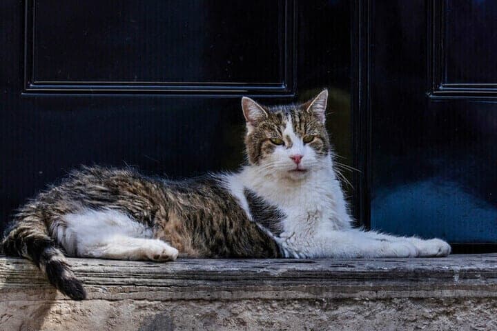 In the capital, veterinarians rescued a cat who swallowed 16 hair gums