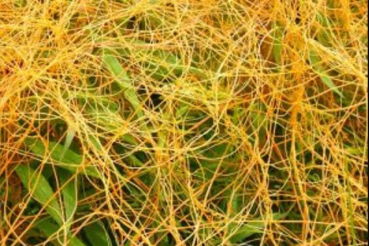 From the Kursk region was not allowed to take out infected canola