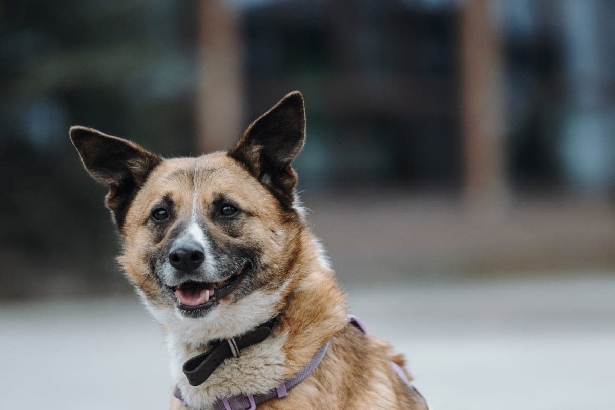 Homeless animals in the Lower offer to keep in shelters for 90 days