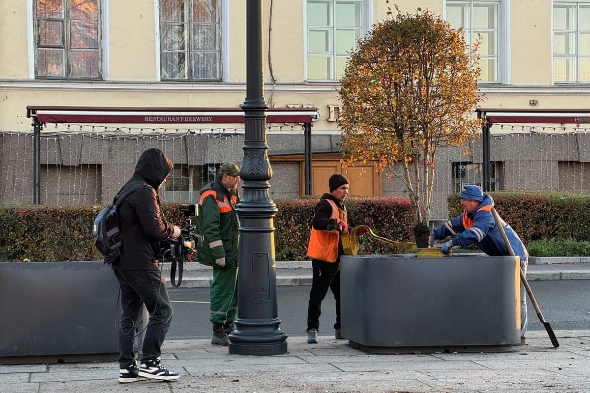 Деревья и кусты из кадок на Васильевском острове пересадят в парки Петербурга