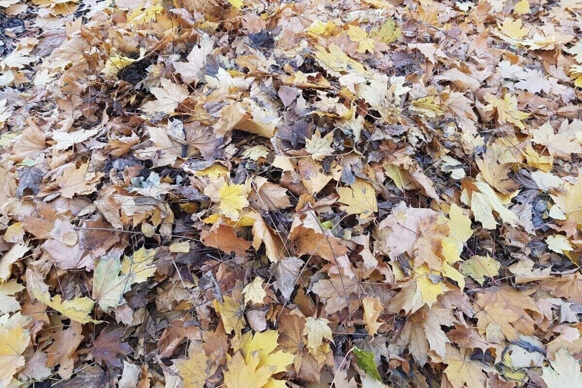 Strong wind and up to +26 ° C is expected on October 27 in the Krasnodar region
