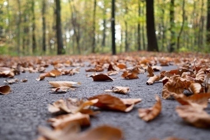 Rains and first frosts: weather forecast in Novosibirsk on October 13
