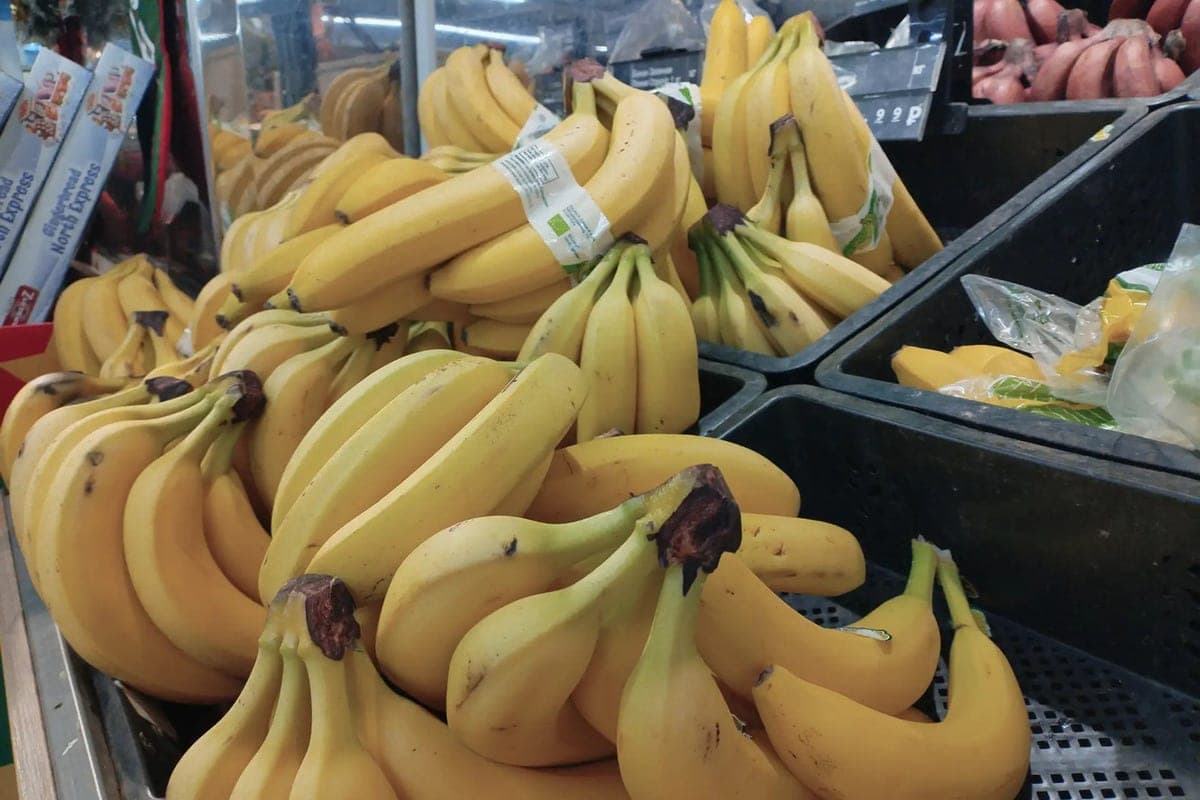 In der Region Kaliningrad importierten mehr als 8,2 Tausend Tonnen Bananen aus Ecuador