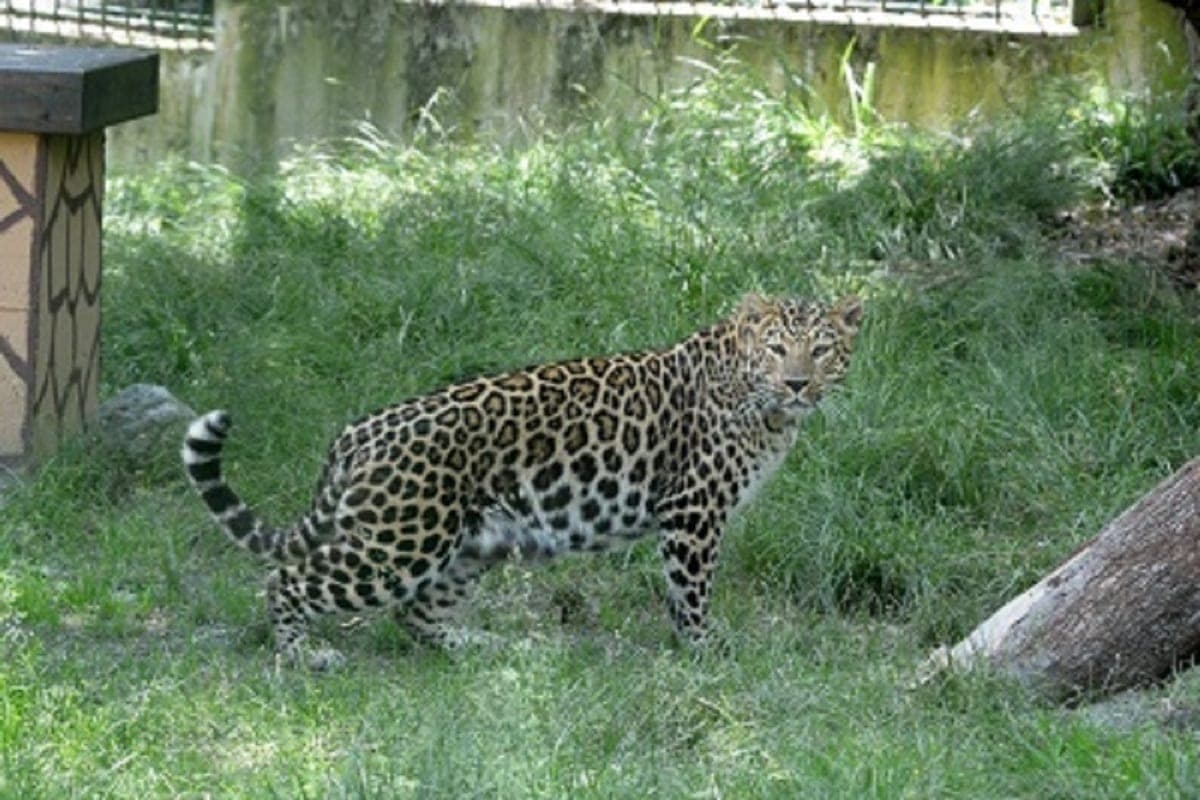 In Sochi, the leopard Skif is undergoing dental treatment