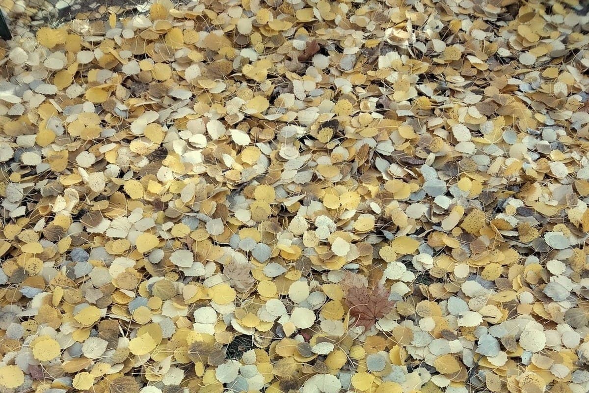 Agronom gave advice on the use of fallen foliage in the country