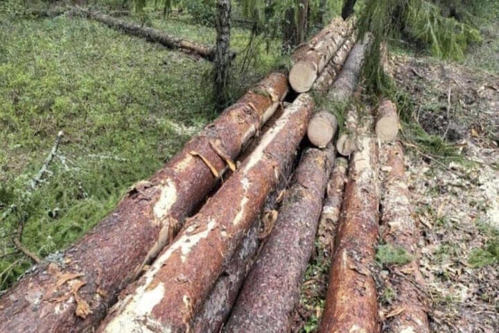 On the territory of the former gardens for DTU in Vladimir will cut down another part of the trees