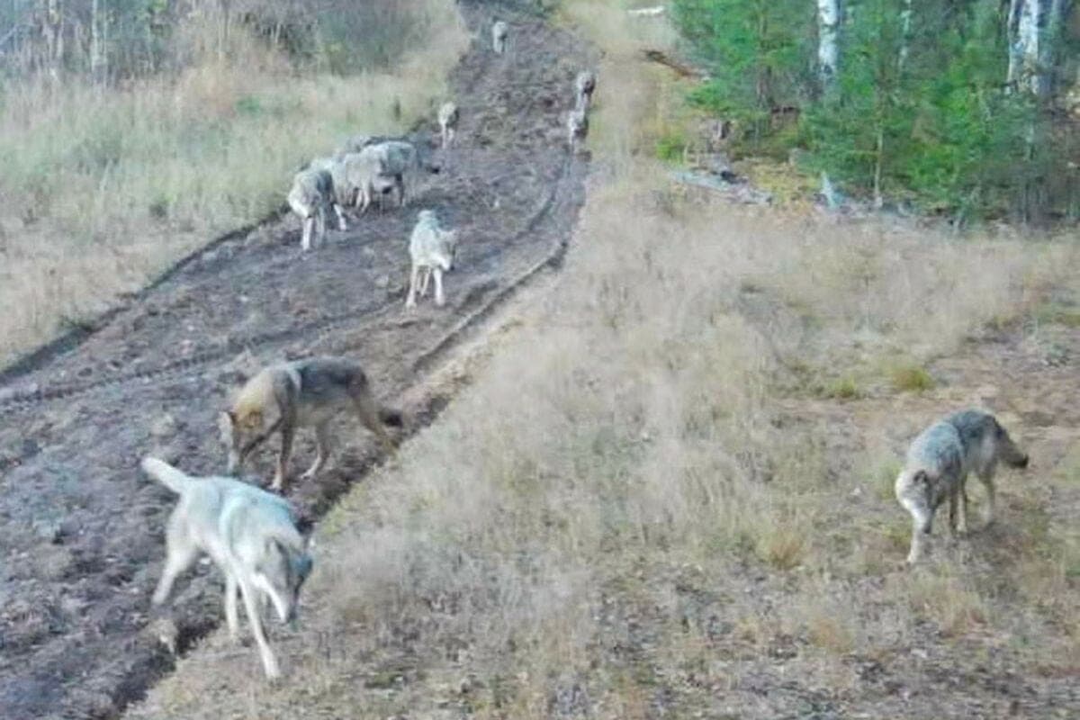 На камеры Окского заповедника попали стая волков, кабаны и лиса