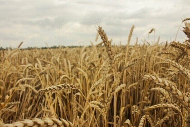 In the Nesterovsky district, a farmer “at his own risk” sowed 40 tons of wheat
