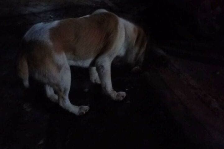In Yaroslavl on Suzdalka rescued dogs from aggressive Alabai