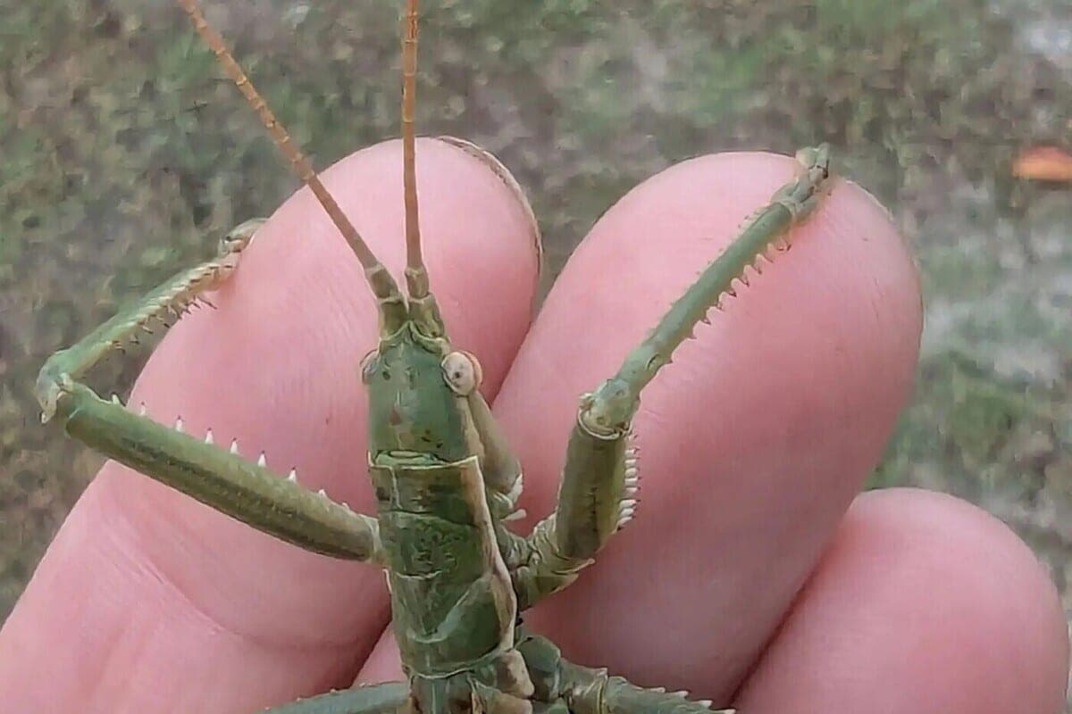 Dans la région de Voronezh a sauvé la plus rare sauterelle-giant, qui était sur la piste