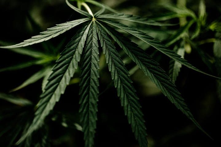 A resident of Zaporozhye Tokmak found hemp