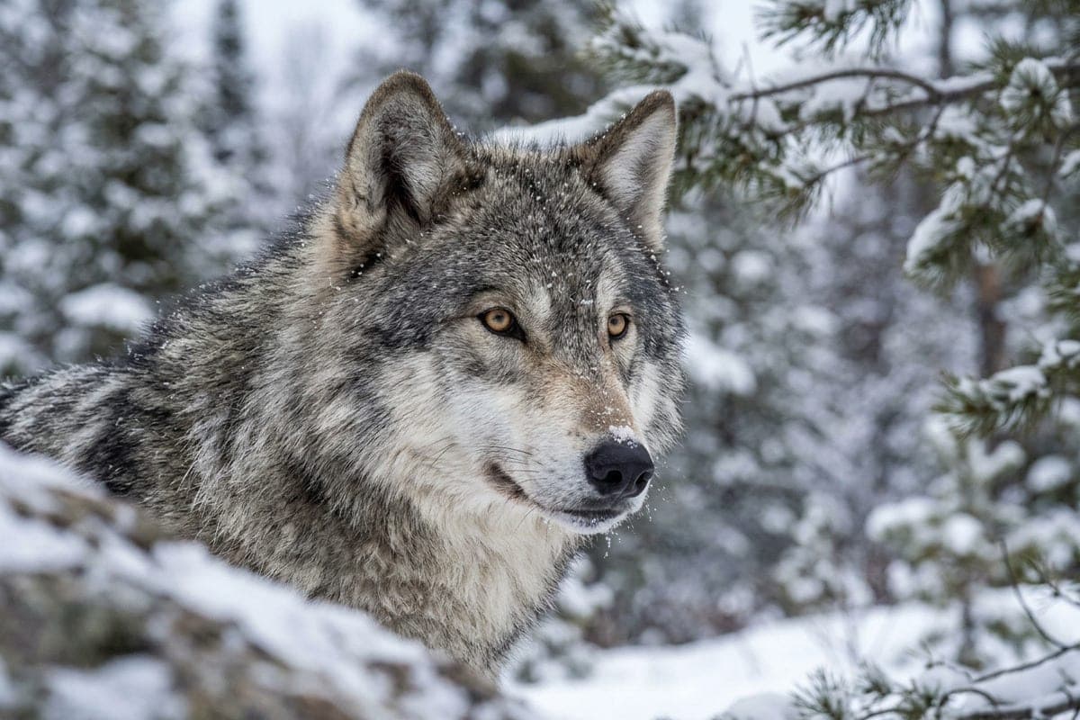 Russians told how to scare the wolf away from human housing