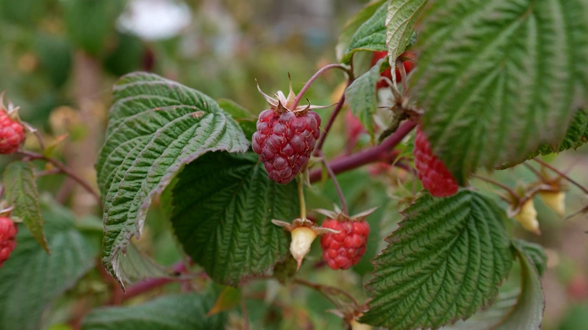 How to plant raspberries in autumn: tips from gardener Dmitry Kastritsky