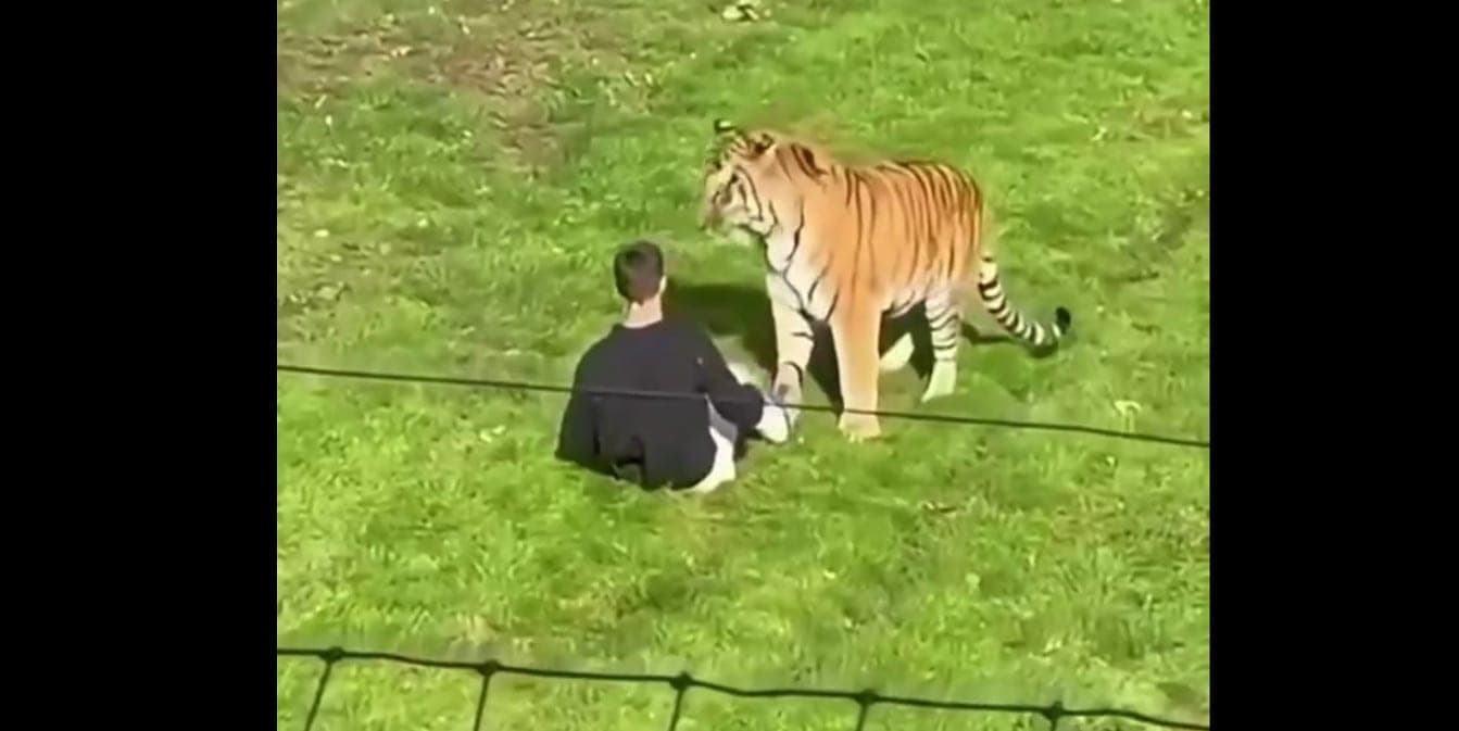 Tiger bites man who sneaked into his enclosure in British zoo