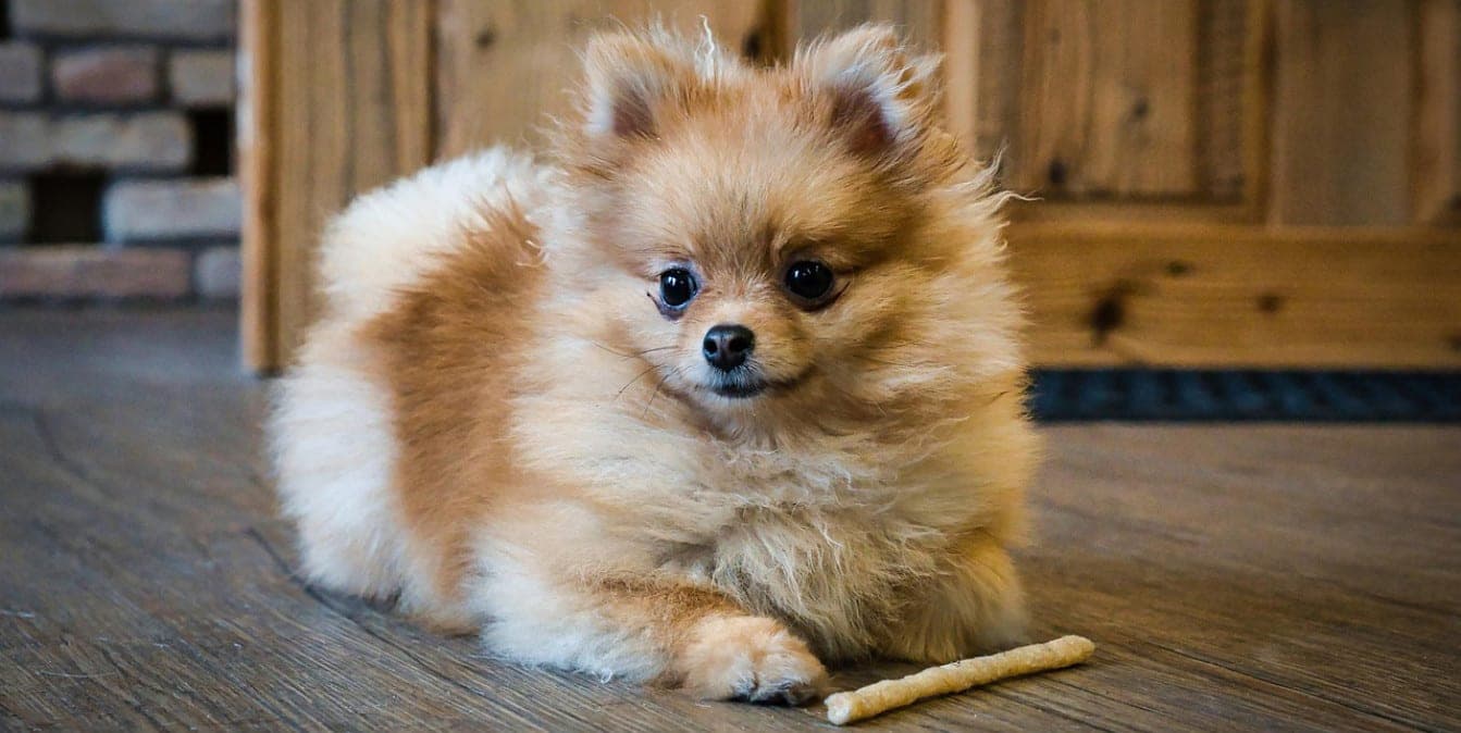 Where you can and where you can not with companion animals: new rules for visiting shops, cafes