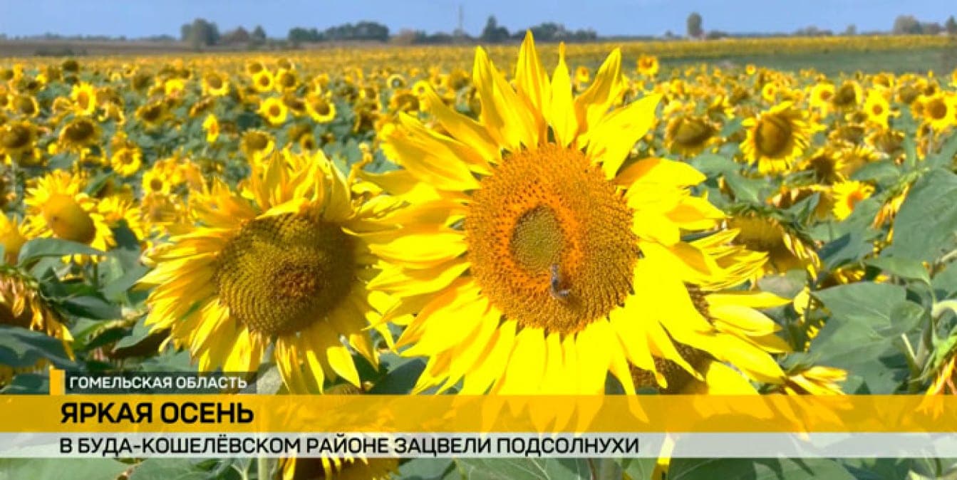 В Буда‑Кошелевском районе реализуют эксперимент по получению двух урожаев подсолнечника за один сезон