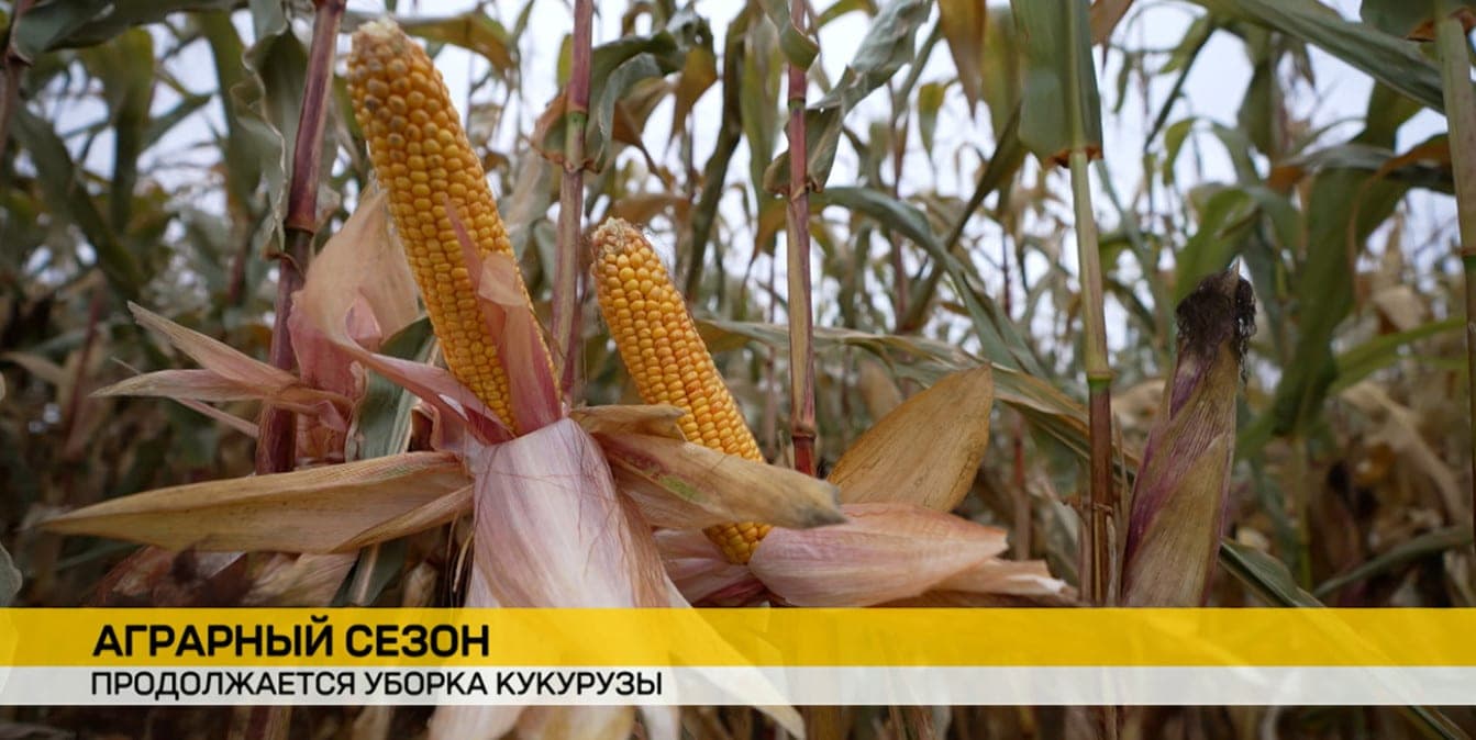 В хозяйствах по всей Беларуси полным ходом продолжается уборка кукурузы
