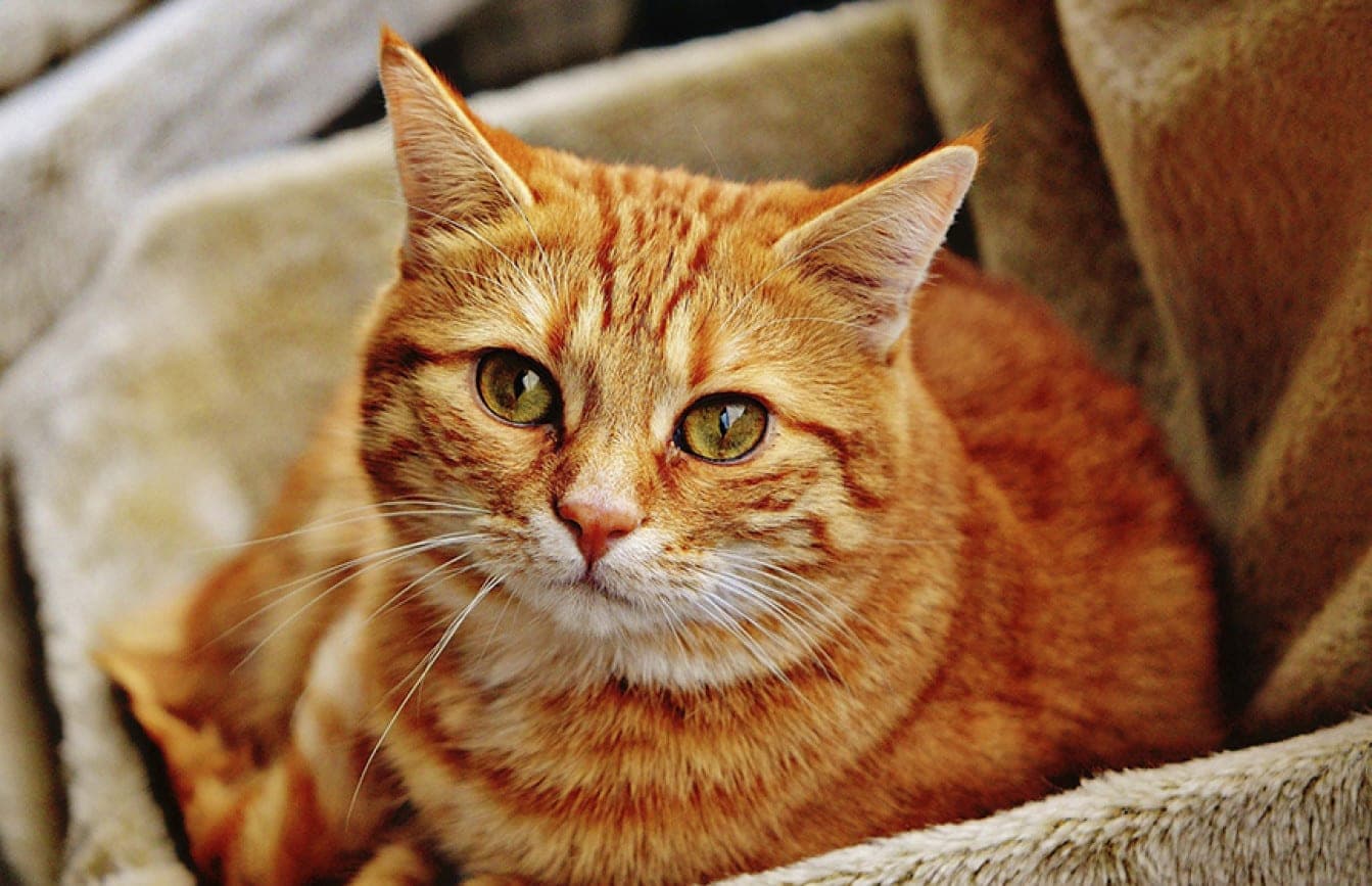 In Minsk, more than ten employees of the veterinary clinic were hospitalized after contact with a cat with rabies
