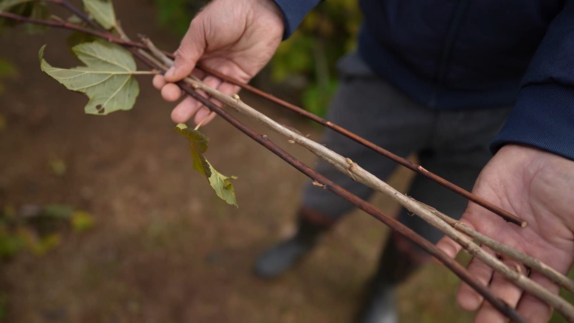 Autumn cutting of shrubs: the advice of the gardener Dmitry Kastritsky