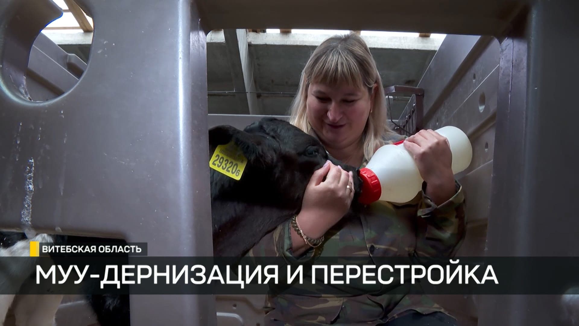 Белорусское золото. Как создаются условия для увеличения надоев молока
