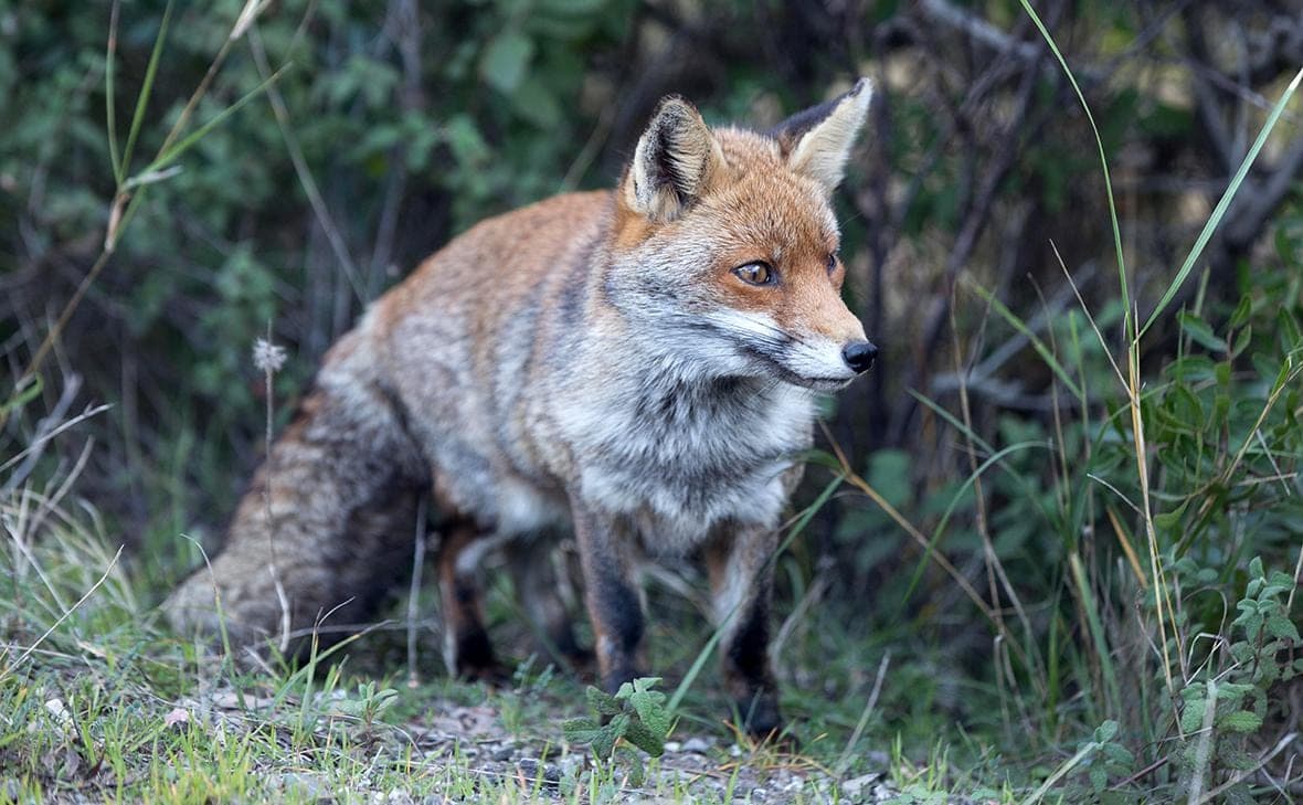 Why foxes come to cities. 5 Questions and Answers