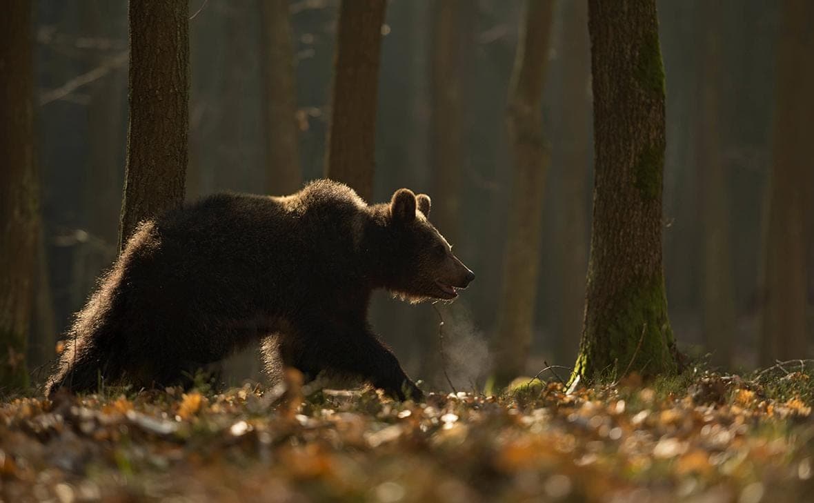 Mongolia will transfer security forces to areas at risk of bear attacks
