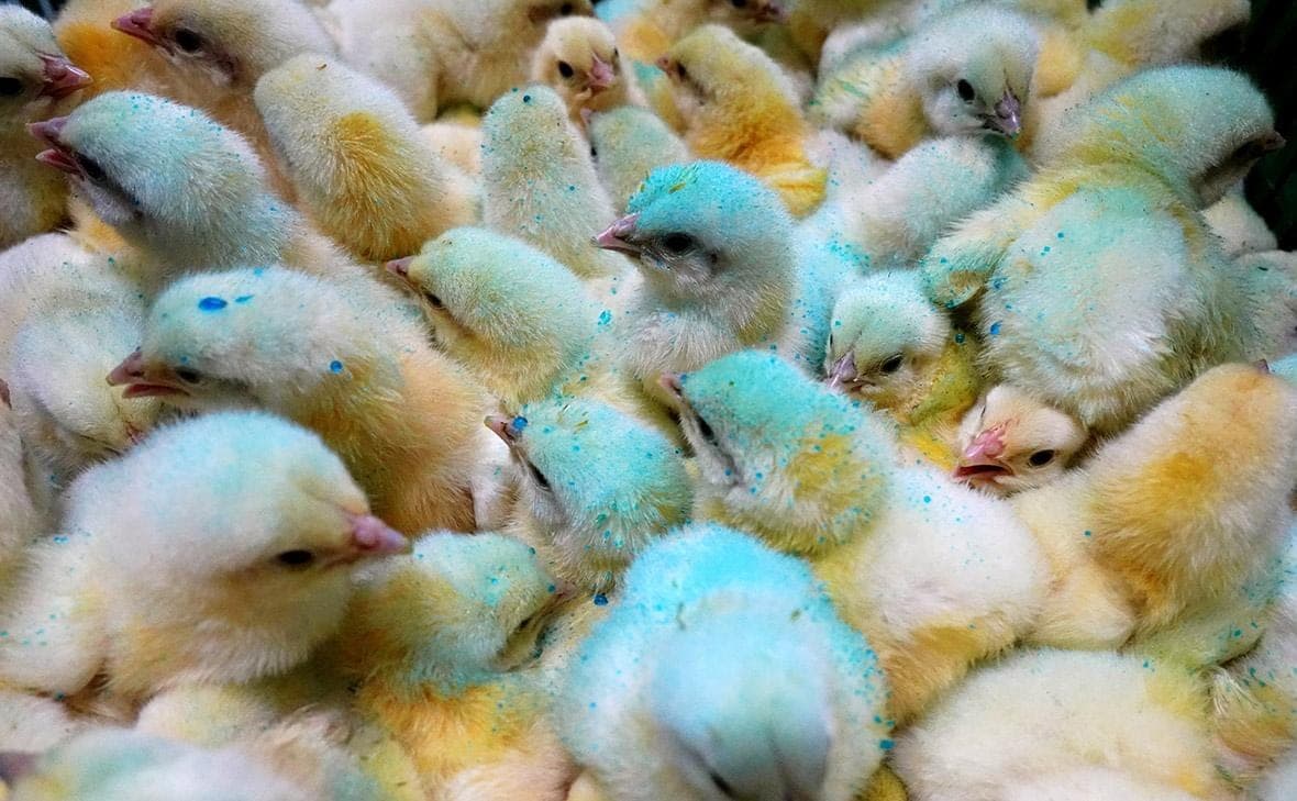 Pseudoplague d'oiseaux révélé sur une ferme personnelle en Khakassie