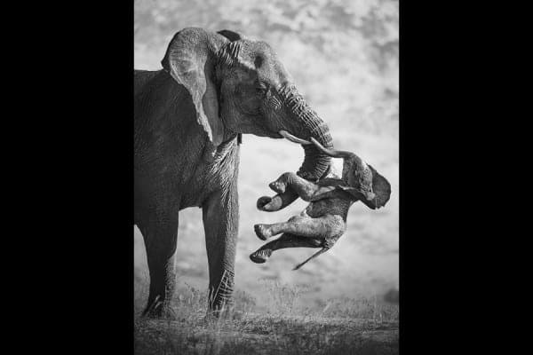 Снимки дикой природы от лауреатов конкурса Wildlife Photographer. Фото