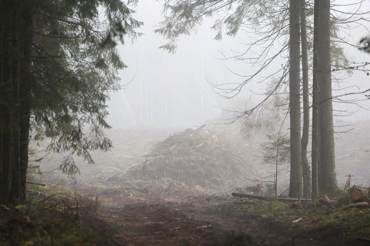Weather in Belarus on October 27: Orange hazard level due fog and from -1 °C to +14 °C
