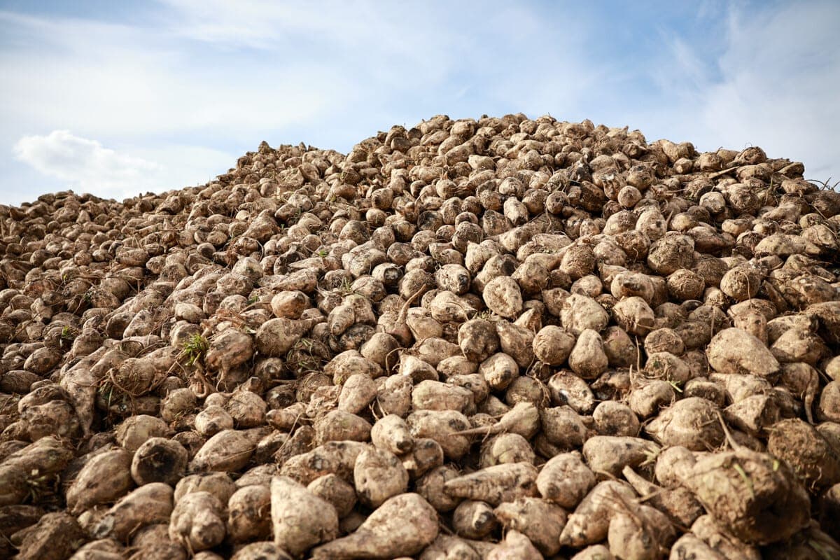 In the Brest region dug up more than 500 thousand tons of sugar beet
