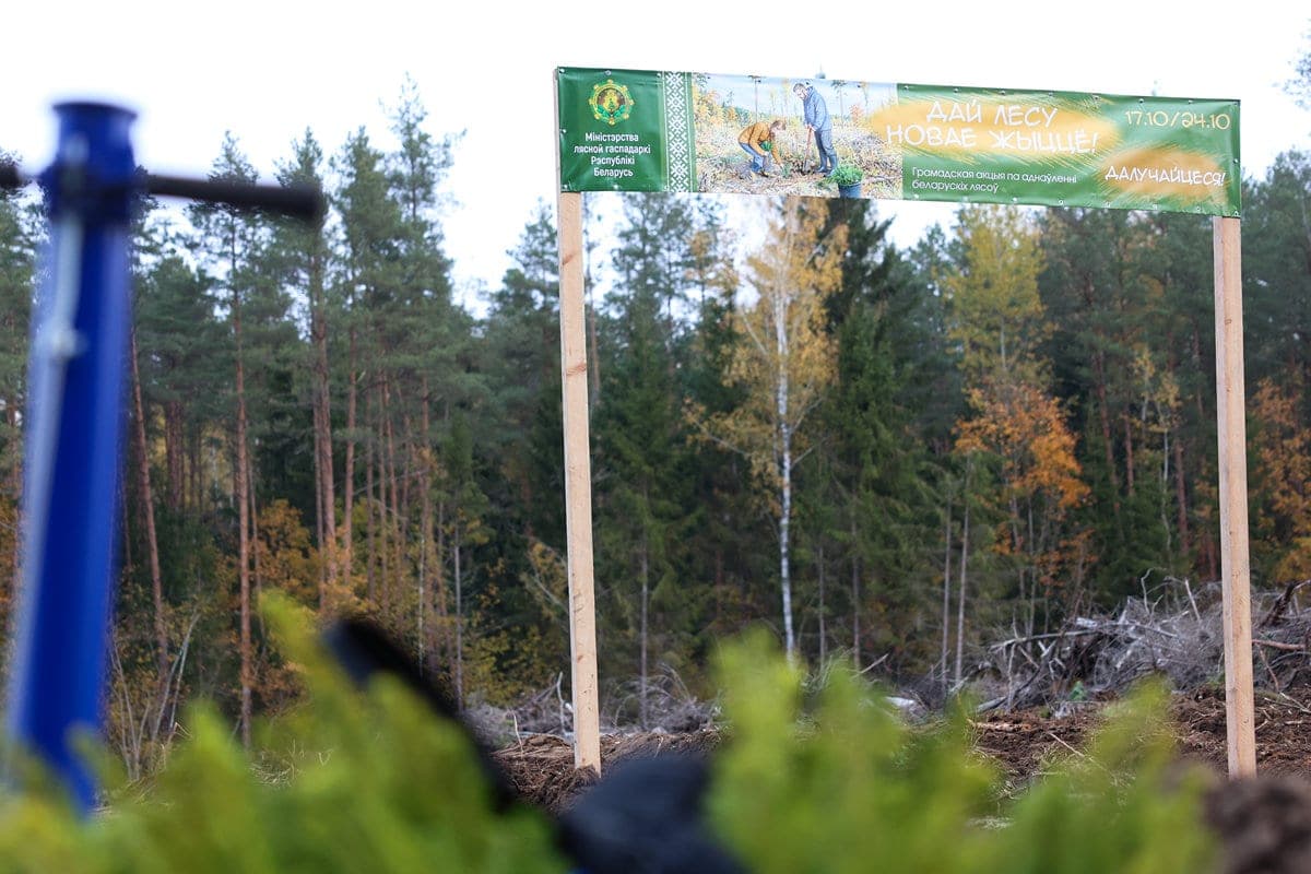 Front of works - more than 900 hectares: republican action "Give the forest a new zhyzze!" started in Belarus