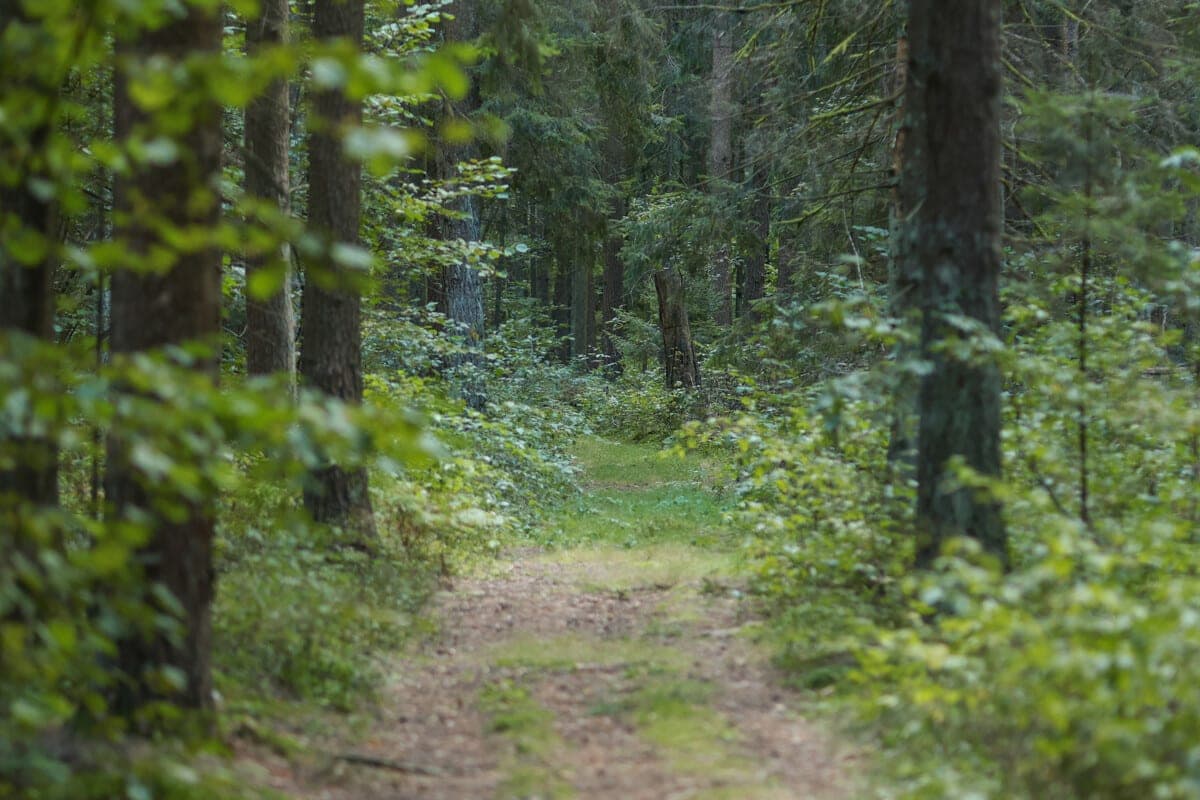 Dans le district de Mogilev, des employés du Ministère des situations d'urgence ont aidé à sortir de la forêt