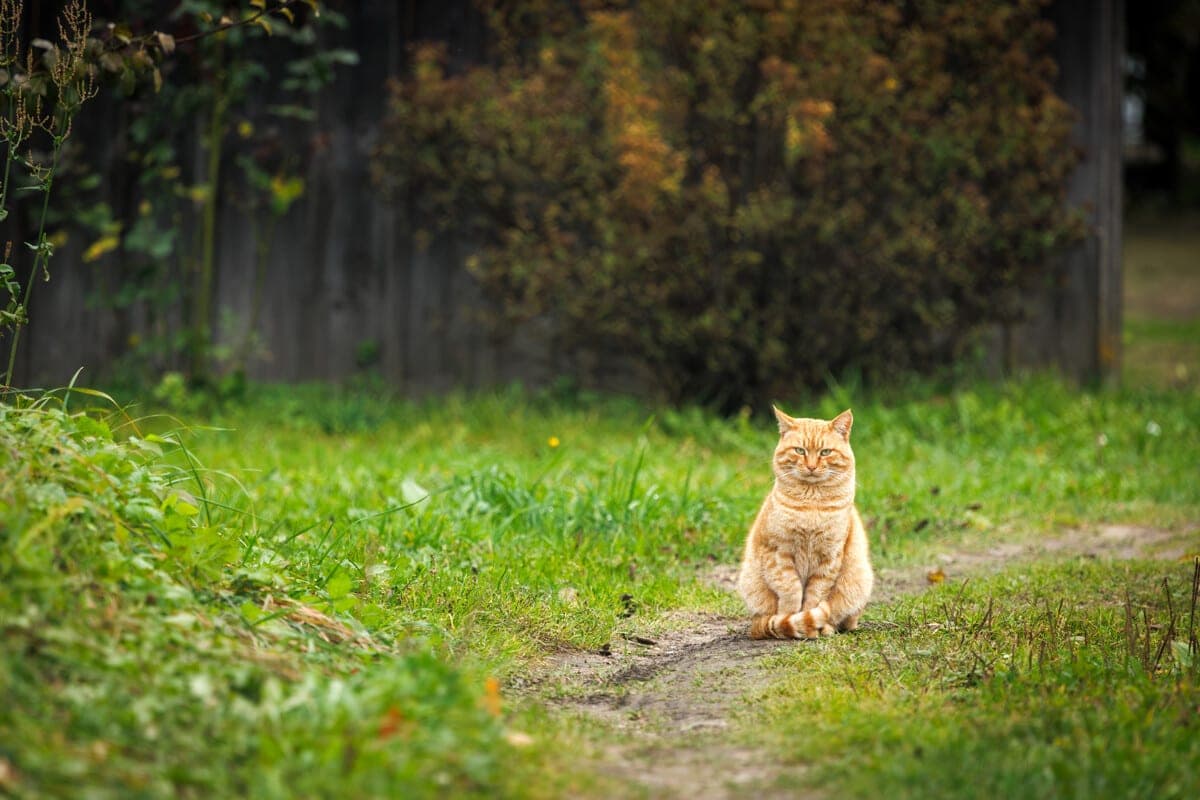 Weather in Belarus on October 14: no precipitation, night frosts and up to +15 °C in the afternoon