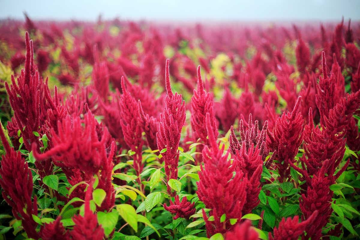 We talk about the useful properties of amaranth, which fights cancer and cardiovascular diseases