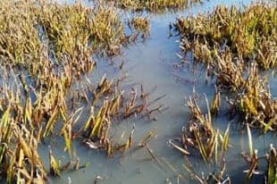 Is the bastard back in Belarus? In the SPC on biological resources of the NAS reported irrefutable traces
