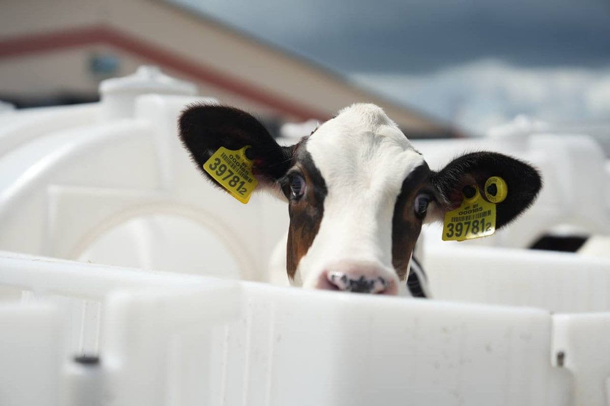 A breakthrough of 121%: more than 20 dairy complexes were commissioned in Gomel region in three years