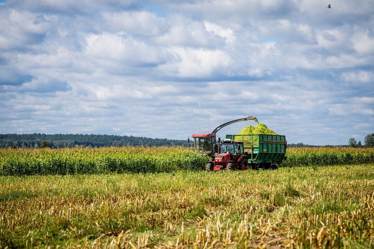 Брестская область завершает уборку кукурузы на силос