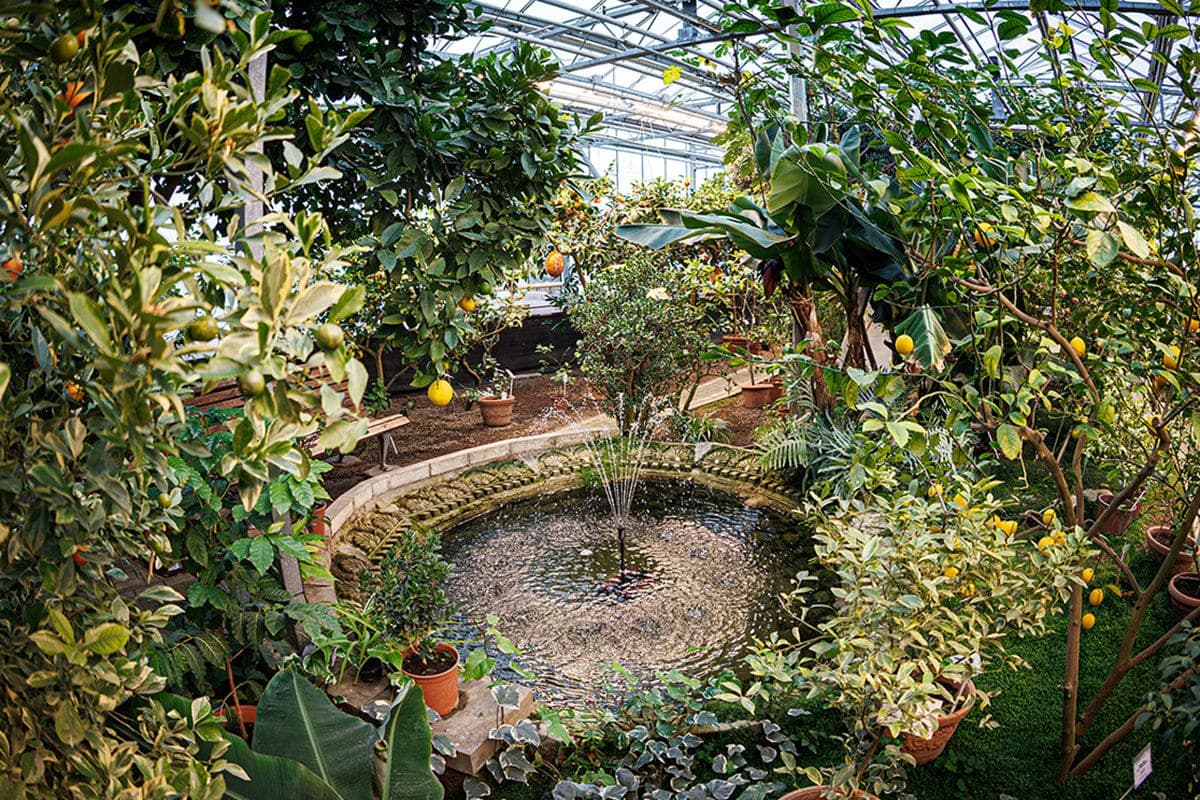 Citrus fruits, feijoa and “Buddha’s Hand”: a collection of subtropical plants will be shown in the Botanical Garden of Minsk