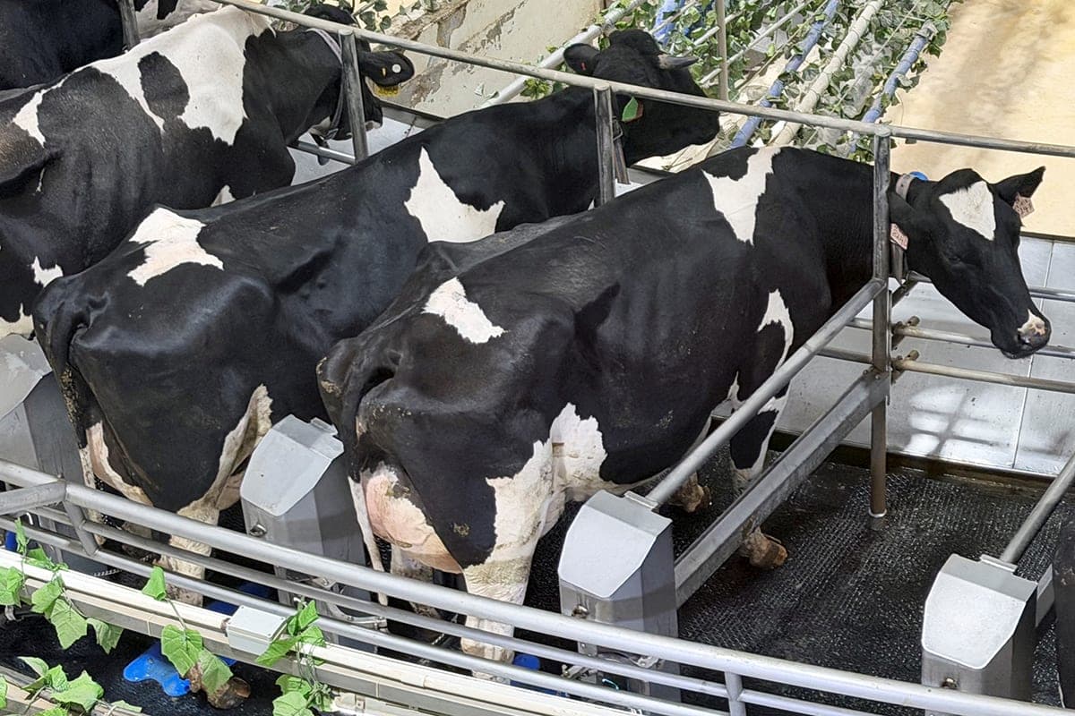 In France, recorded the first case of human infection with the Chamond virus, affecting livestock